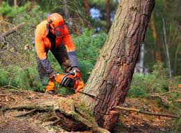 Best Hazardous Tree Removal  in Lake Erie Beach, NY