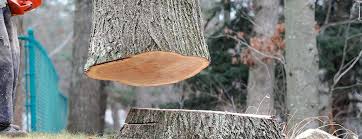How Our Tree Care Process Works  in  Lake Erie Beach, NY